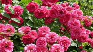 Bài thơ Hoa hồng Bungari